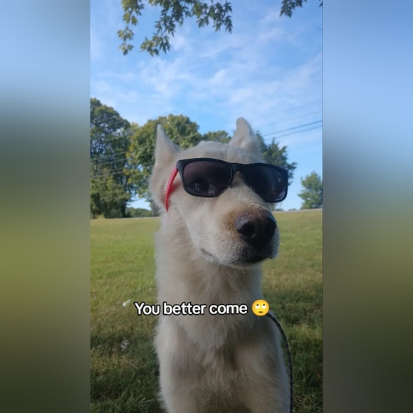 MY POSH SHOW LISTING - Picture 4 of 4